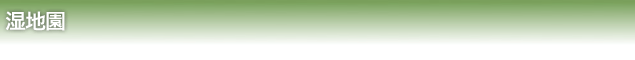 湿地園
