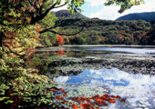 観音沼紅葉写真1