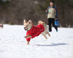 いぬのきもちコテージ