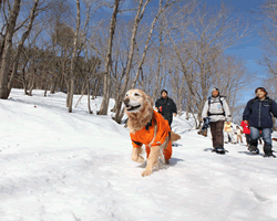 いぬのきもちコテージ