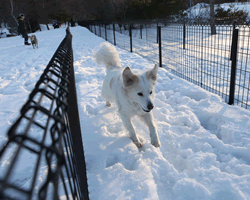いぬのきもちコテージ