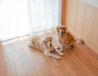 いぬのきもちコテージ