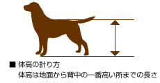 体高の計り方