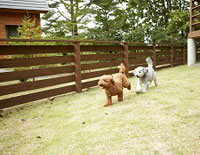 専用のドッグラン写真