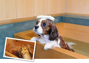 愛犬と泊まる　日帰りでもご利用いただけます。