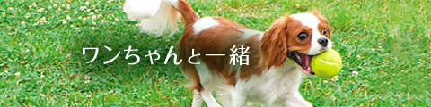 ワンちゃんと一緒